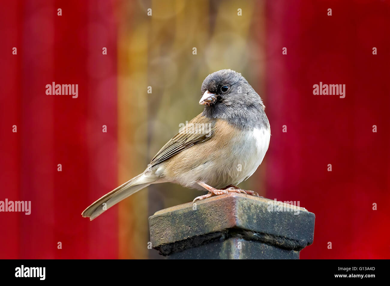 Dunkel-gemustertes Junco männliche Vogel sitzend auf einem Mast in Oregon Stockfoto