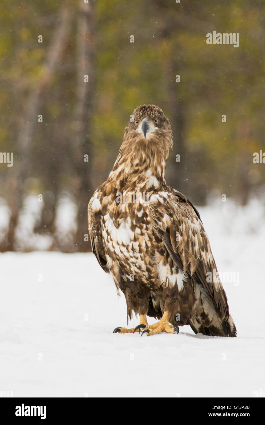 Seeadler, Haliaeetus Horste Stockfoto