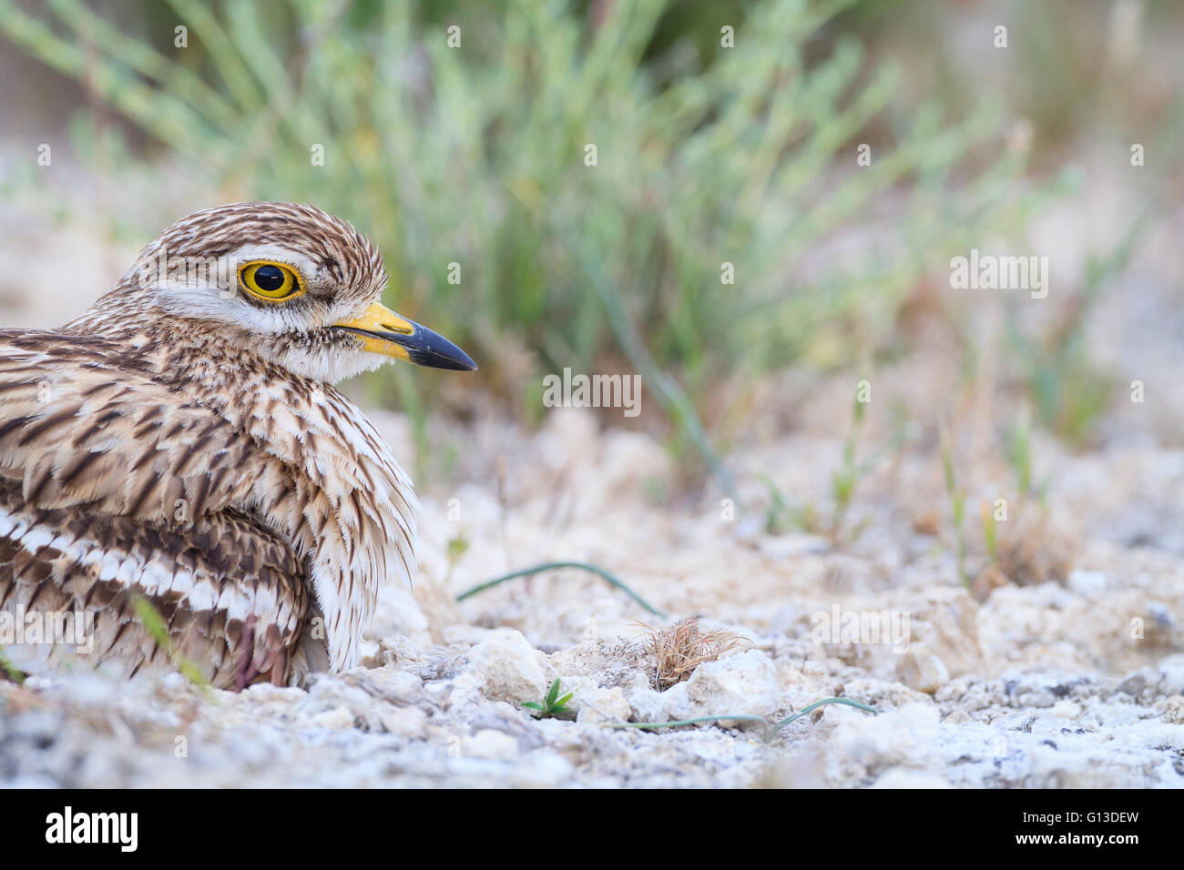 Stein-Brachvogel (Burhinus Oedicnemus) am Nest mit Eiern. Provinz Lleida. Katalonien. Spanien. Stockfoto