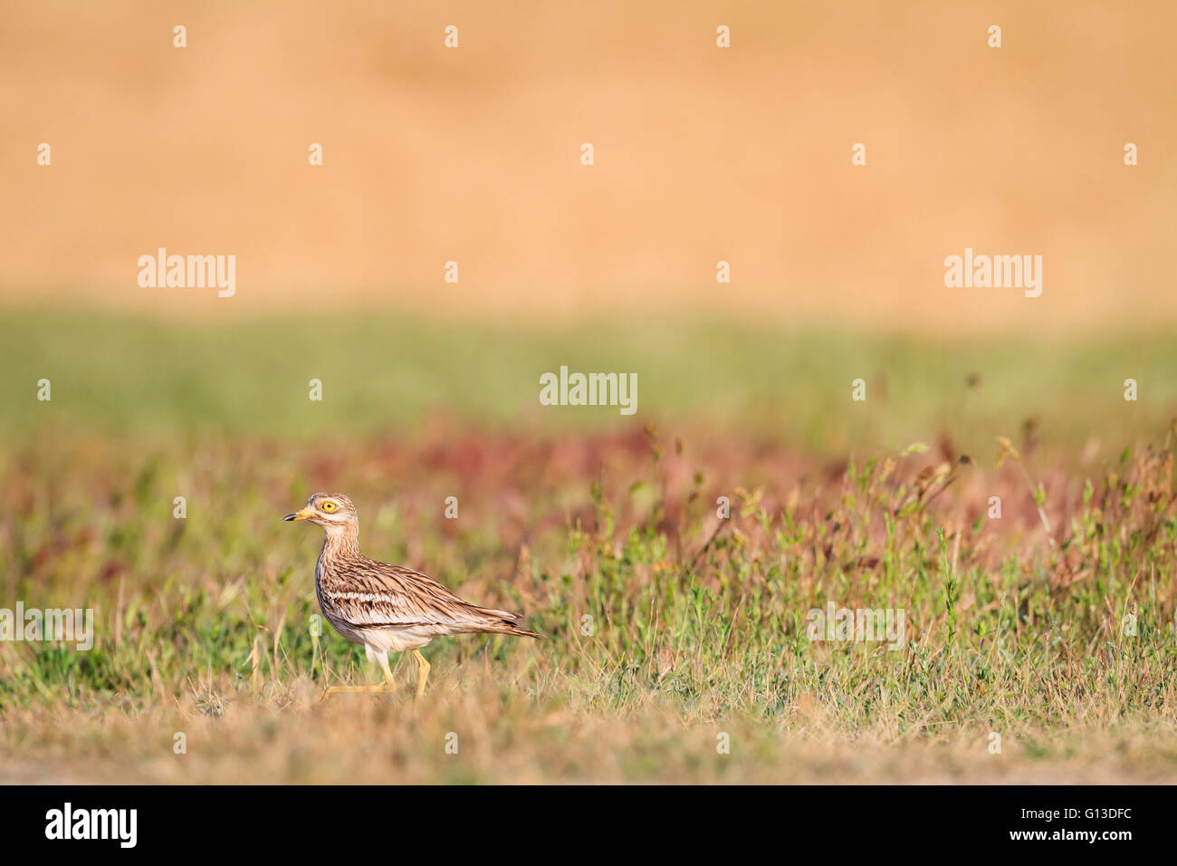 Stein-Brachvogel (Burhinus Oedicnemus) auf Lebensraum. Provinz Lleida. Katalonien. Spanien. Stockfoto