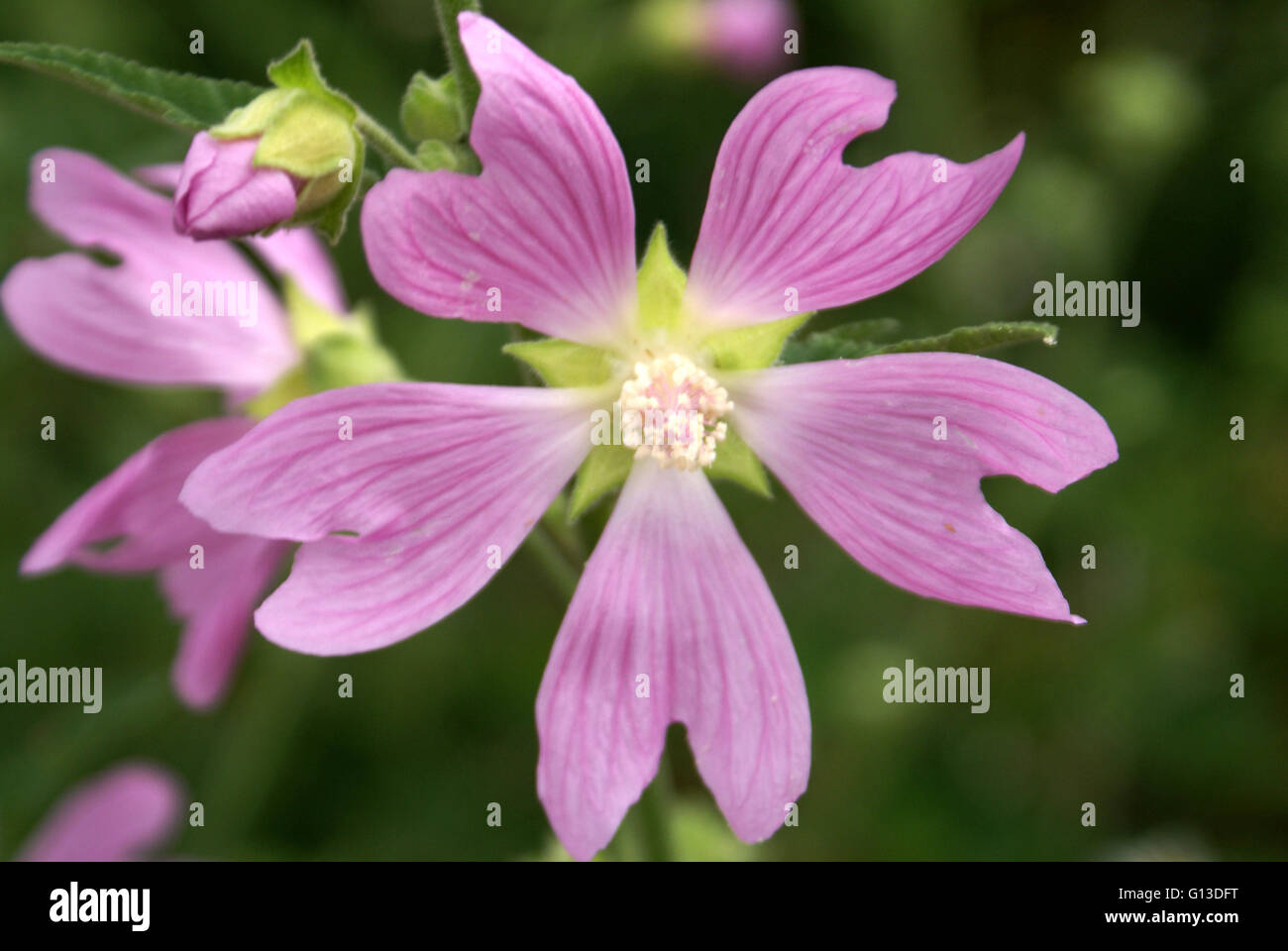 Buschige pflanze Fotos und Bildmaterial in hoher Auflösung Alamy