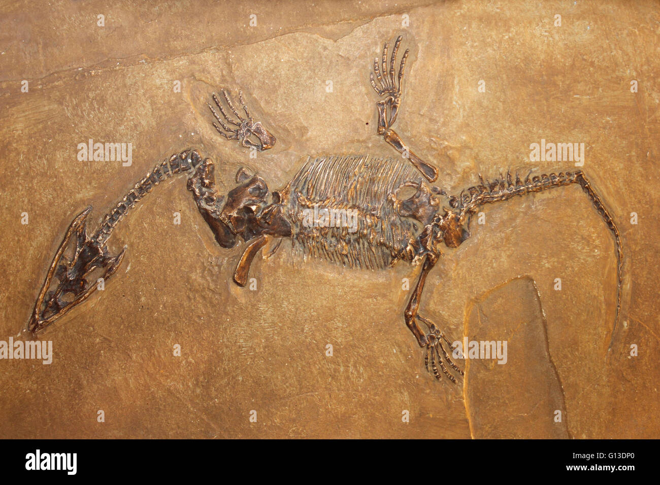 Nothosaurus fossilen Cast Stockfoto