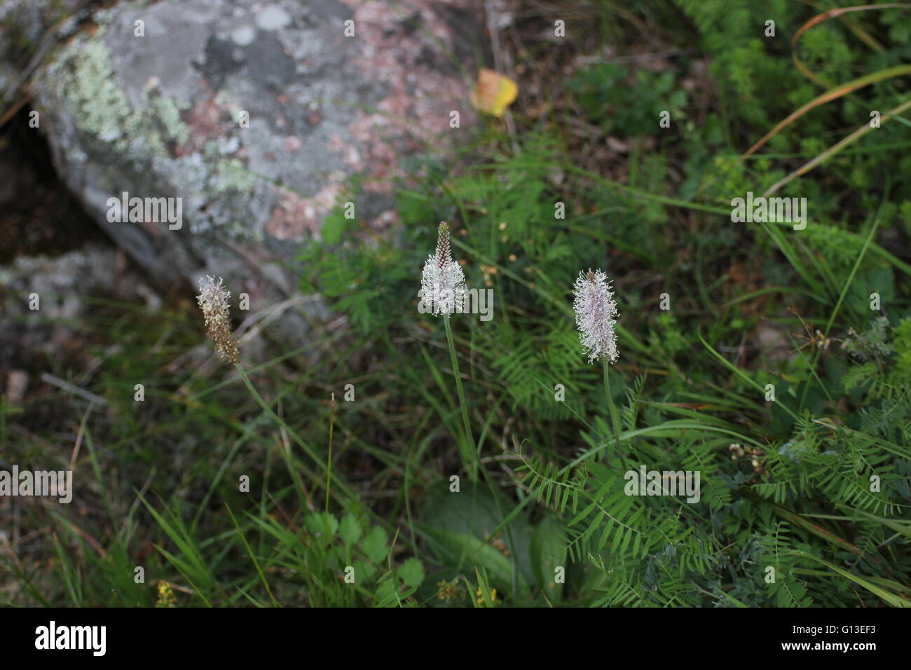 Blühende hoary Wegerich (Plantago Media). Stockfoto