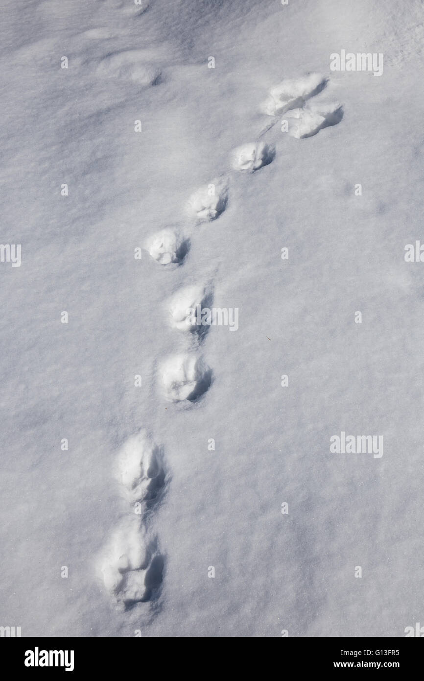 Timberwolf Spuren im Schnee am Kabetogama See, Voyageurs National Park, Minnesota, USA Stockfoto