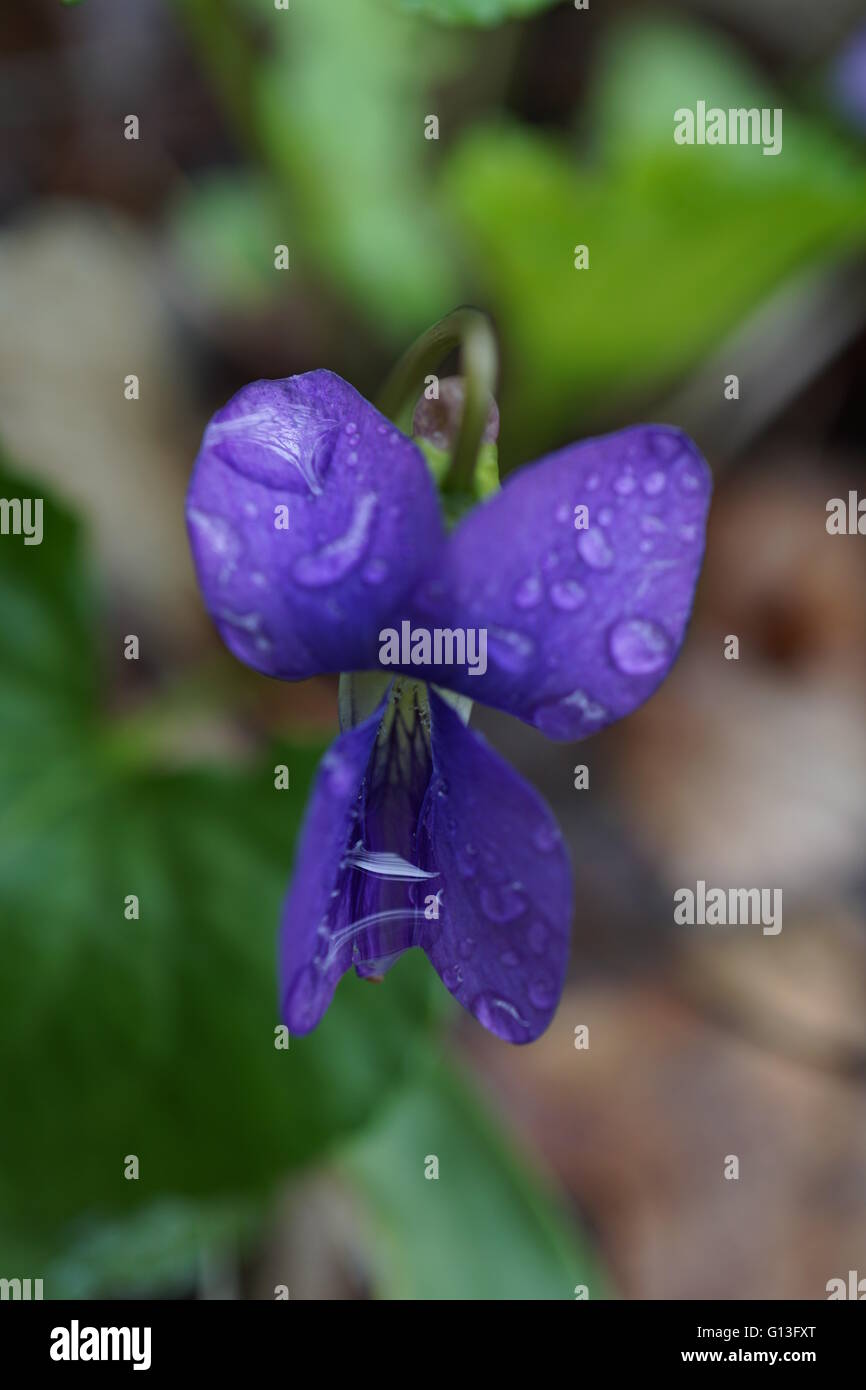 Makroaufnahme einer Wildblumen. Es ist ein gemeinsames blau violett "Viola Sororia' mit Tau bedeckt. Stockfoto