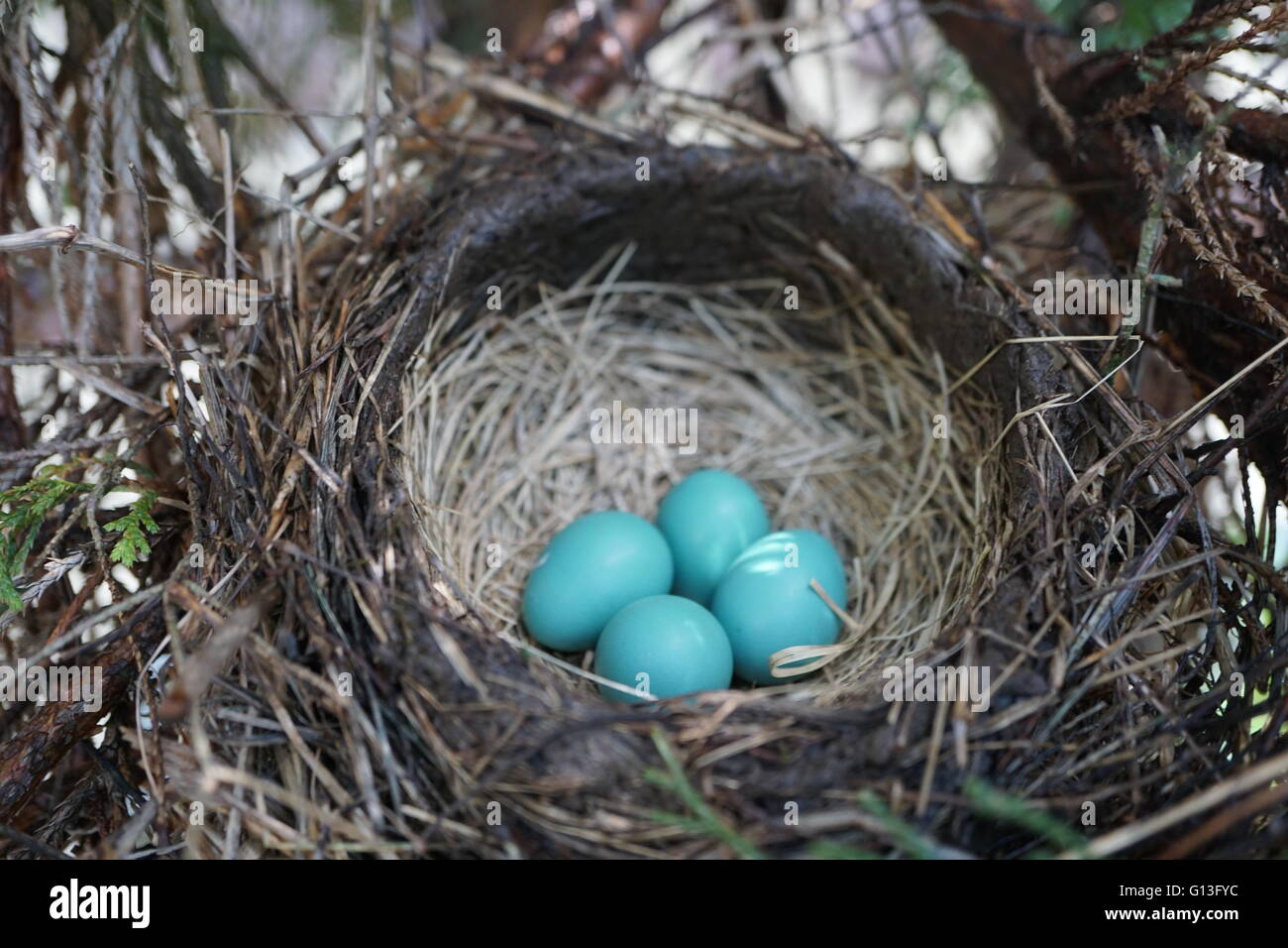 Robins Nest, in dem vier blaue Eiern. Stockfoto