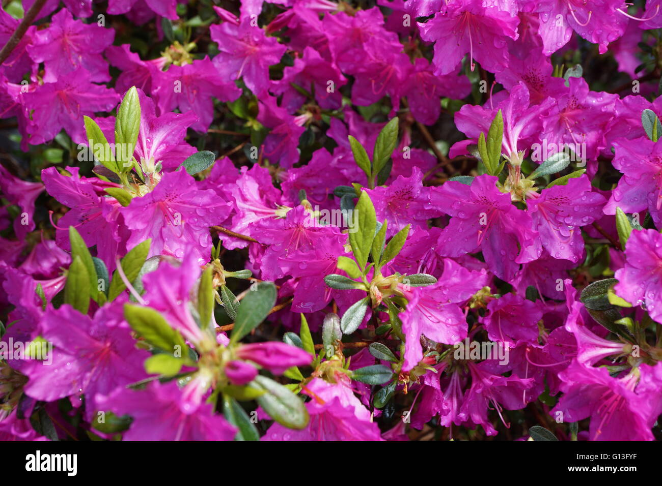 Azaleen Sorte Stockfotos & Azaleen Sorte Bilder Alamy