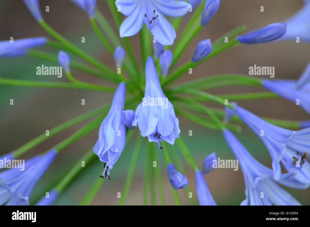 Allium Blume Closeup San Antonio, Texas Stockfoto