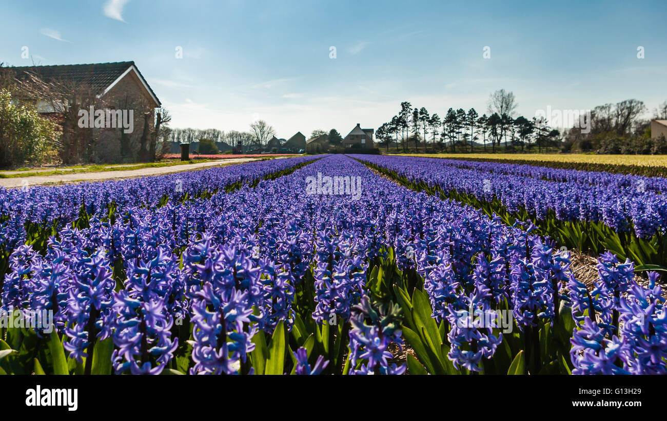 Lila blaue Hyazinthen blühen Feld in voller Blüte, mit Perspektive führenden Linien bis zum Horizont und Bauernhäuser - Landschaft Stockfoto