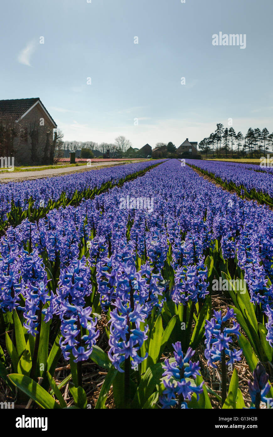 Lila blaue Hyazinthen blühen Feld in voller Blüte, mit führenden Fluchtlinien bis zum Horizont und Bauernhäuser - Porträt Stockfoto