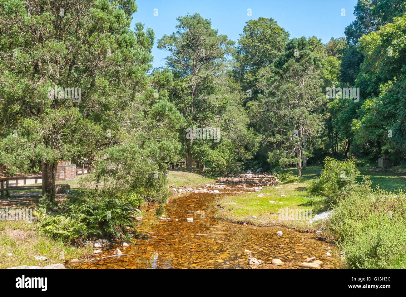 Jubilee Creek, ein Ort für ein Picknick in der Knysna Forest in der Nähe von Millwood Stockfoto