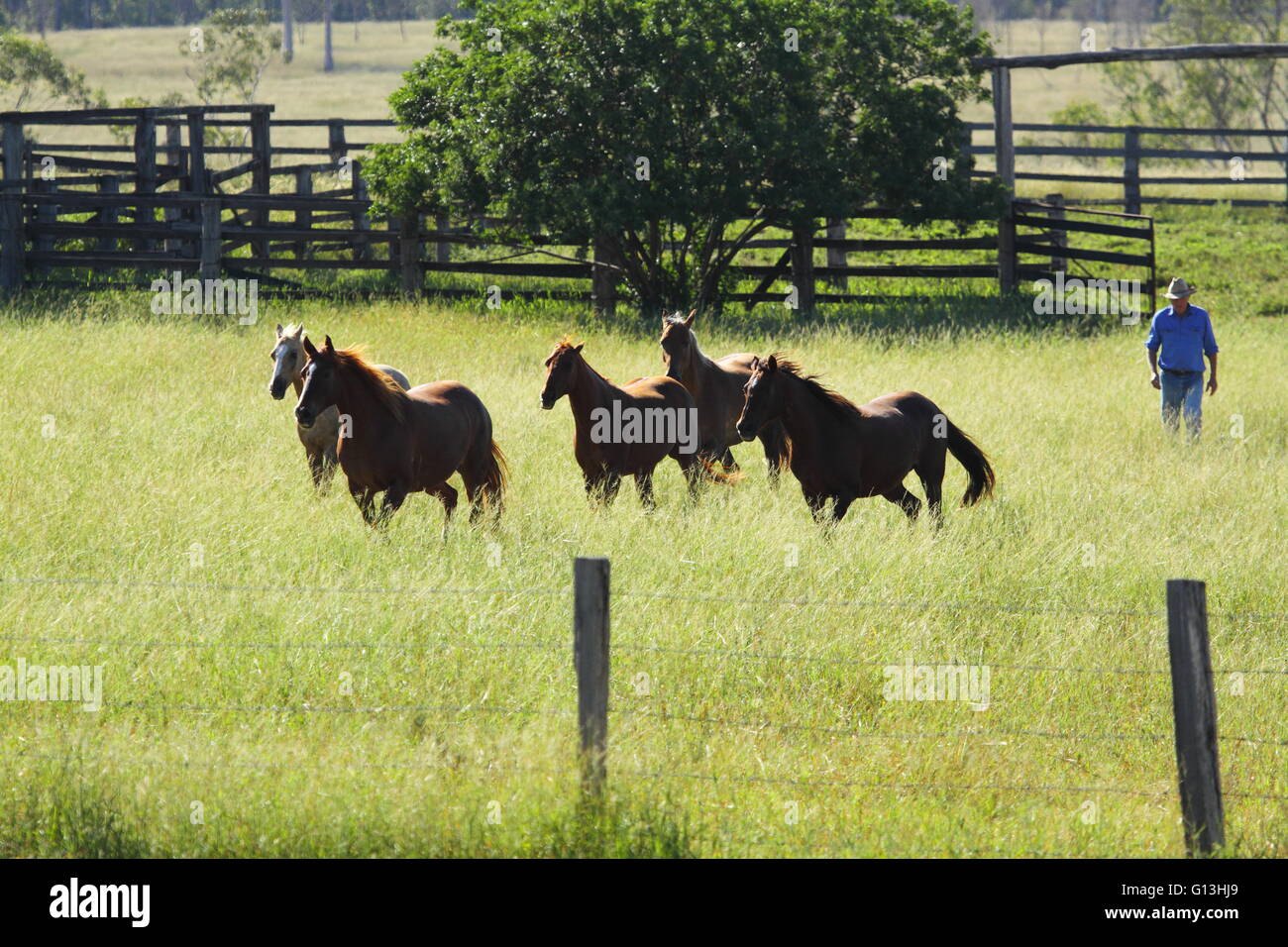 Ein Bauer geht hinter 5 Pferde in einem grasbewachsenen Paddock mit einem Zaun vor und Yards hinter. Stockfoto