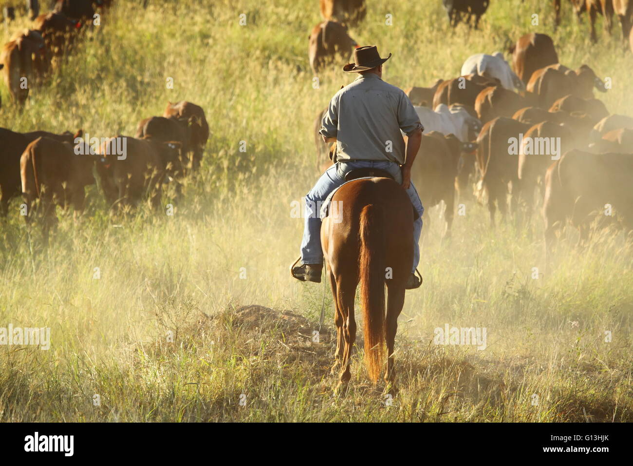 Ein einsamer Viehtreiber auf einem Pferd wacht über ein Mob von Vieh in der Nähe von Eidsvold, Queensland, Australien bei einem Almabtrieb. Stockfoto