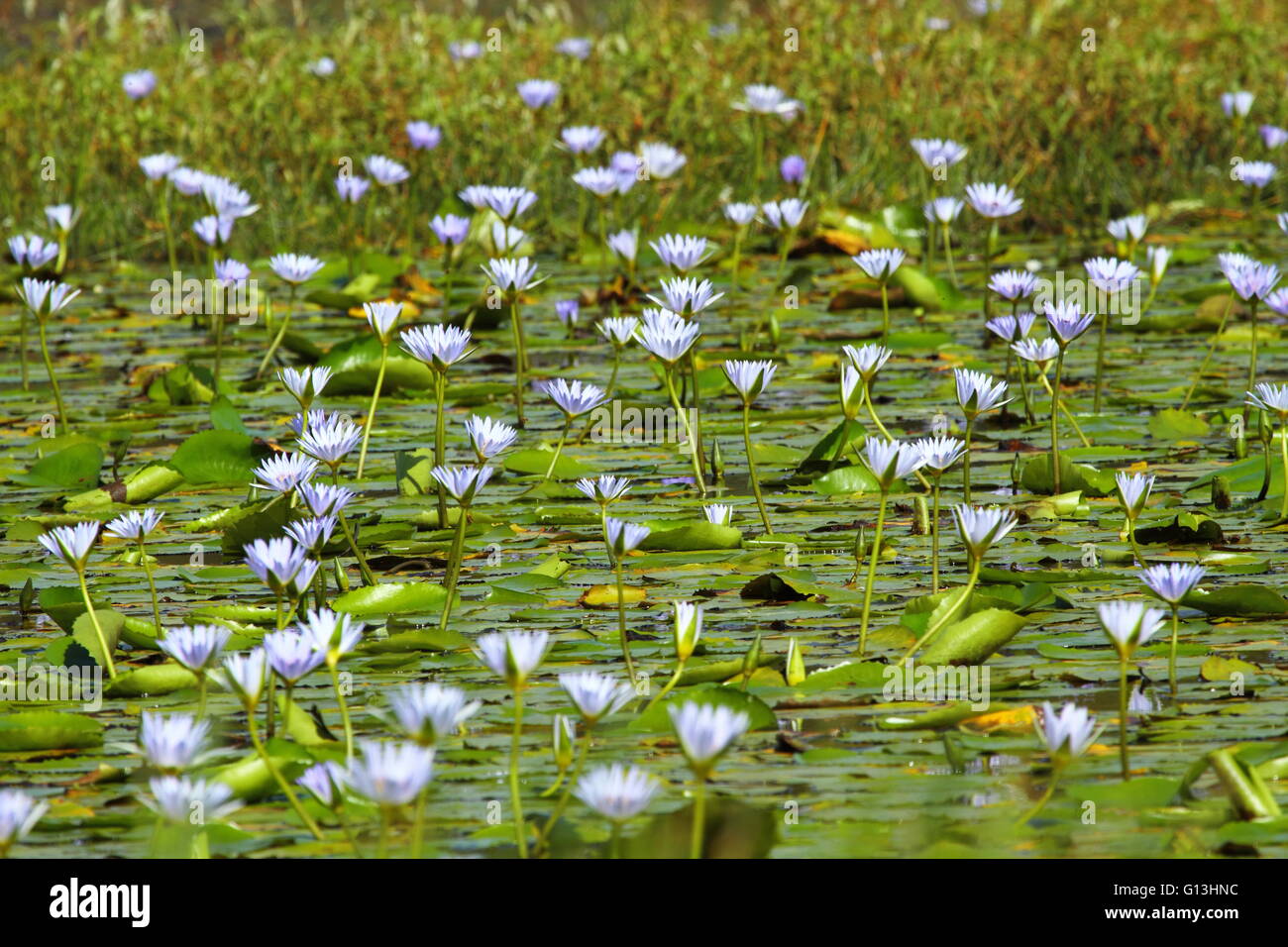 Water Lily Pads und Blumen auf einem Damm. Stockfoto