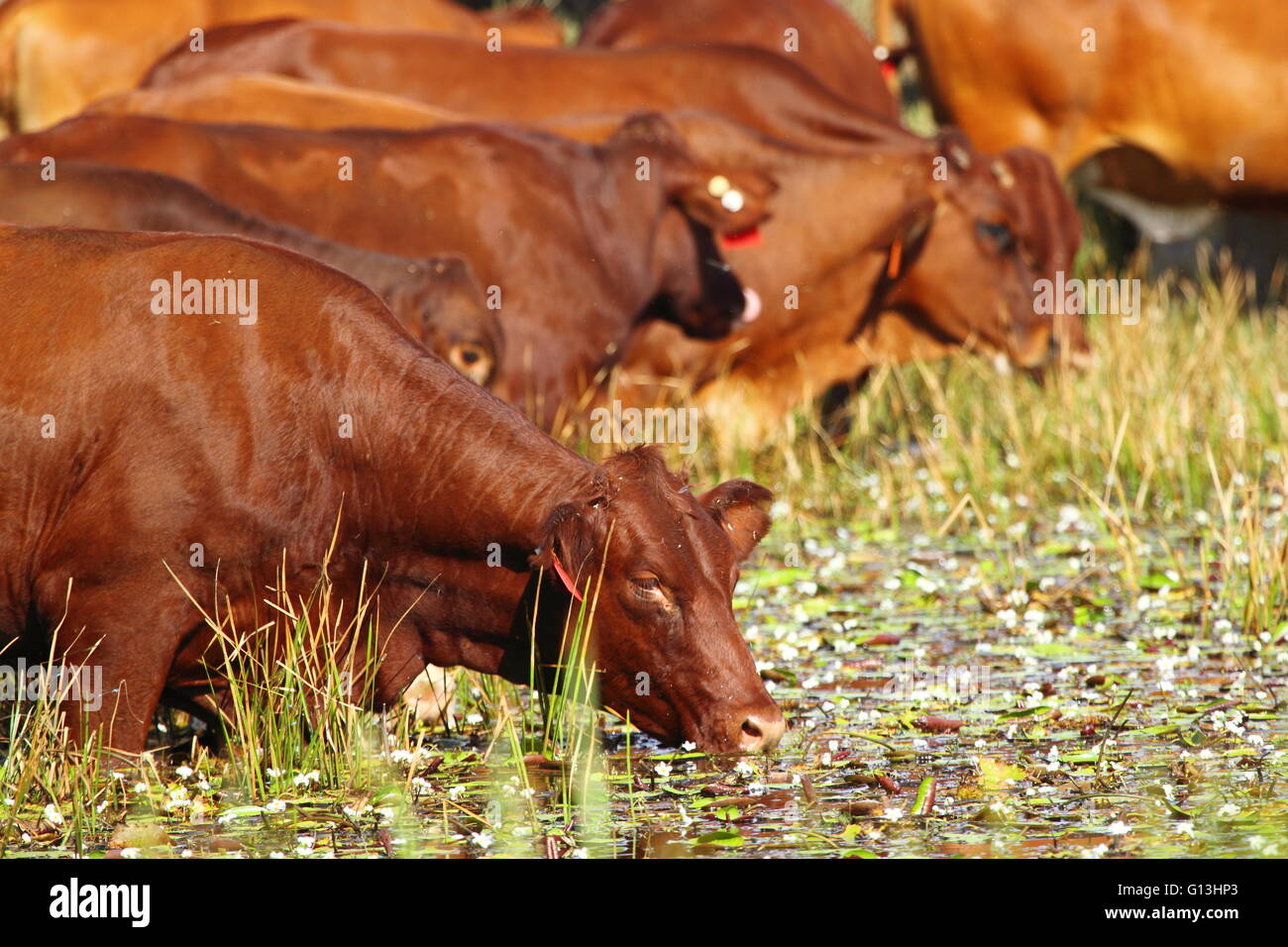Ein Rinder-Mob Getränke zwischen Seerosen an einem Damm am "Eidsvold Station" in der Nähe von Eidsvold, Queensland, Australien während ein Almabtrieb Stockfoto