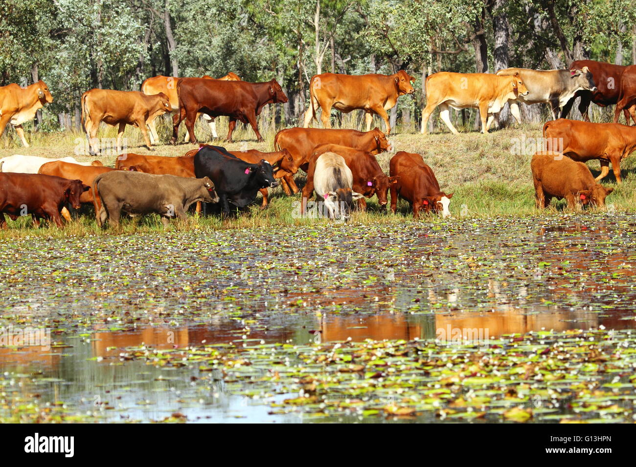 Ein Rinder-Mob Getränke an einem Damm am "Eidsvold Station" in der Nähe von Eidsvold, Queensland, Australien bei einem Almabtrieb. Stockfoto