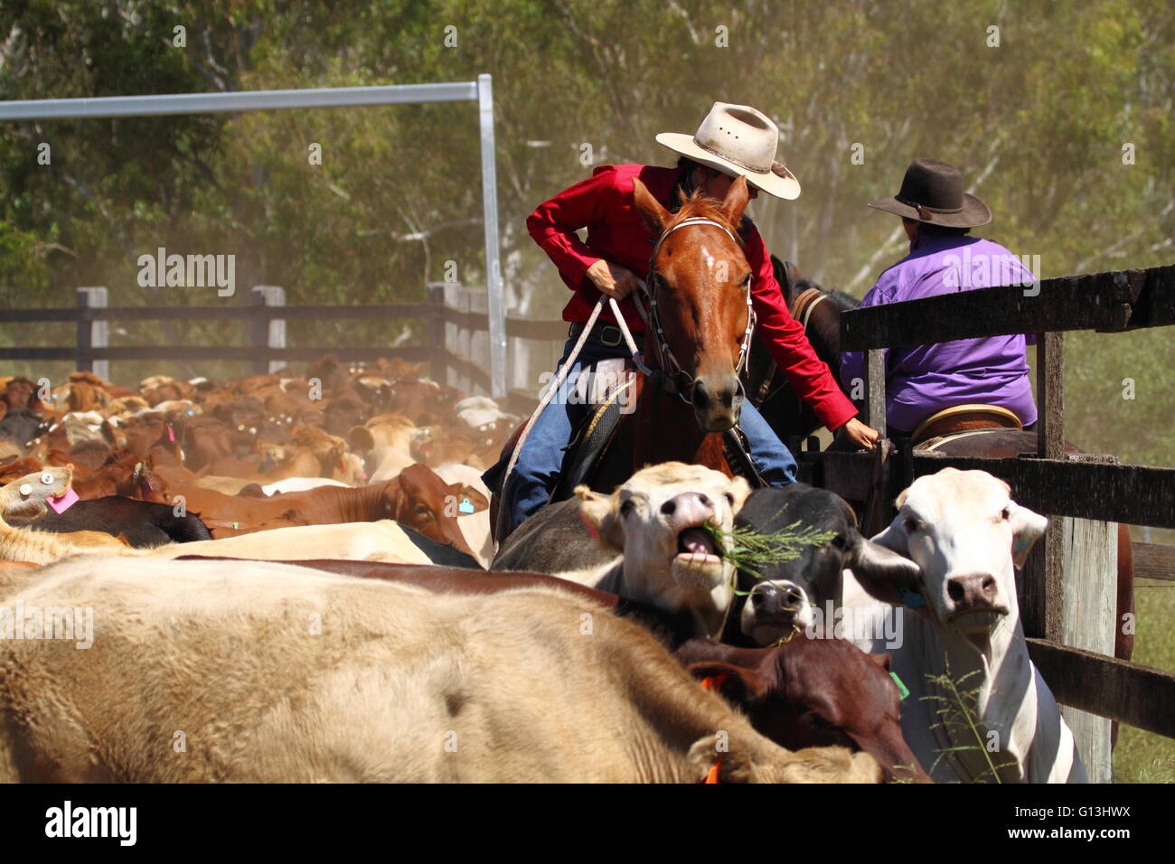 Eine Cowgirl in rotem Hemd und Cowboy-Hut und Reiten unter ein Mob von Rindern schließt das Tor zu Rindern Werften. Stockfoto