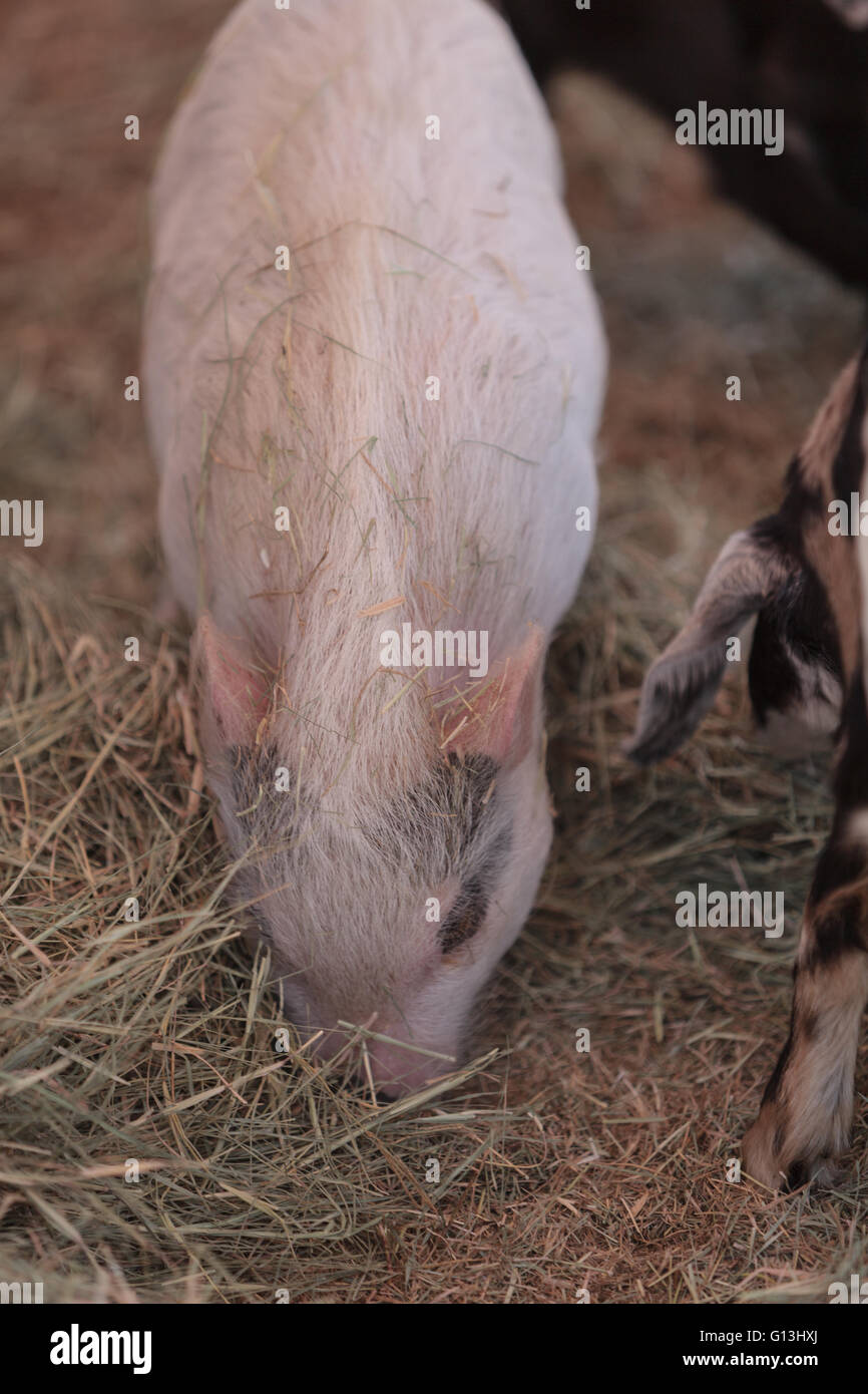 Rosa Schwein, bekannt als ein Göttingen Minipig frisst Heu in einem Hof neben Ziegen und Schafen. Stockfoto