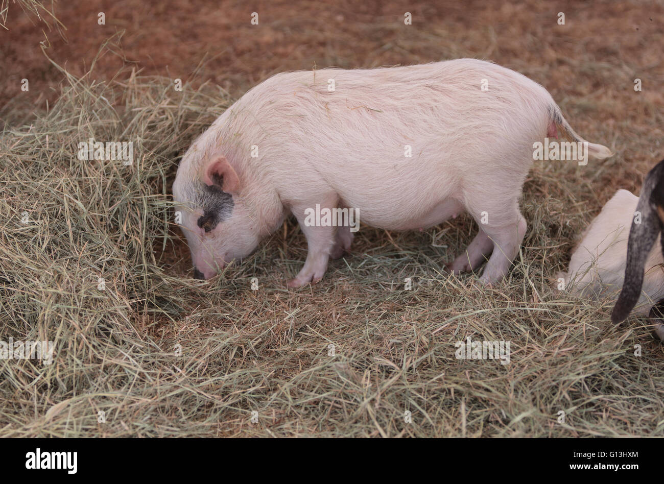 Rosa Schwein, bekannt als ein Göttingen Minipig frisst Heu in einem Hof neben Ziegen und Schafen. Stockfoto