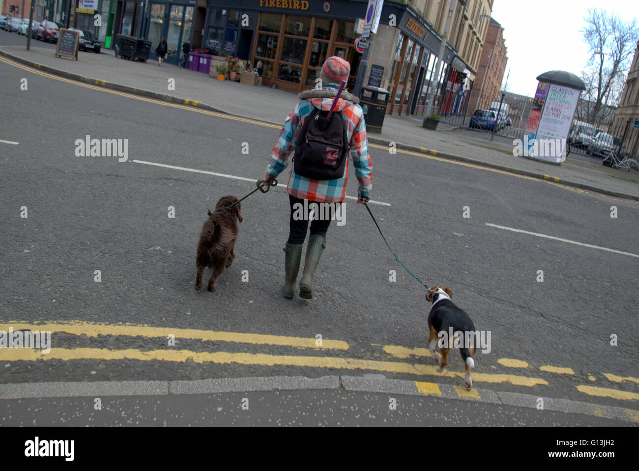 bunte Dogwalker in Finnieston, Glasgow, Schottland, Großbritannien Stockfoto