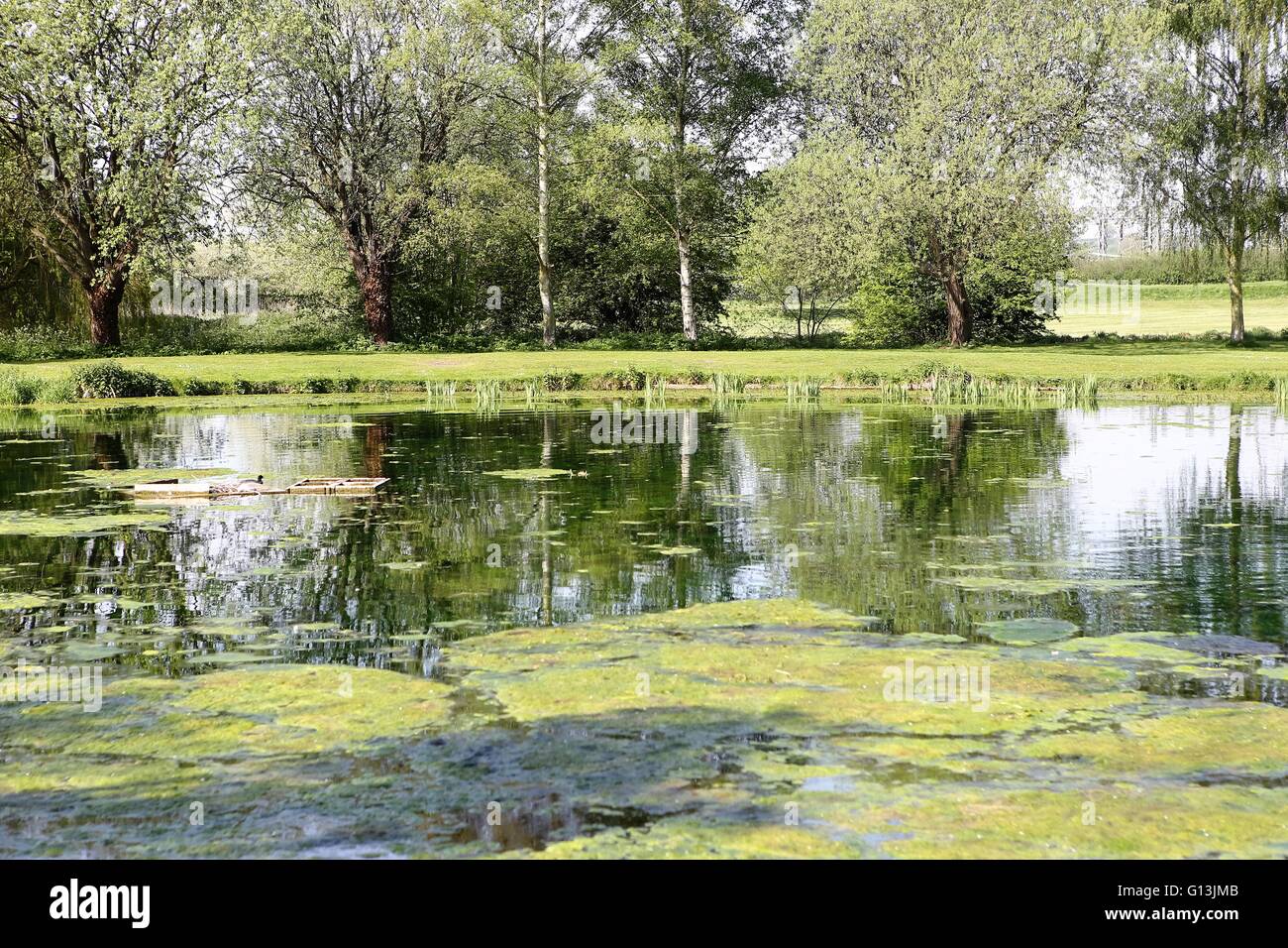 See mit Baum Reflexionen im Parkland - Wasser - Natur - Frühling - Bourne Lincolnshire UK Stockfoto