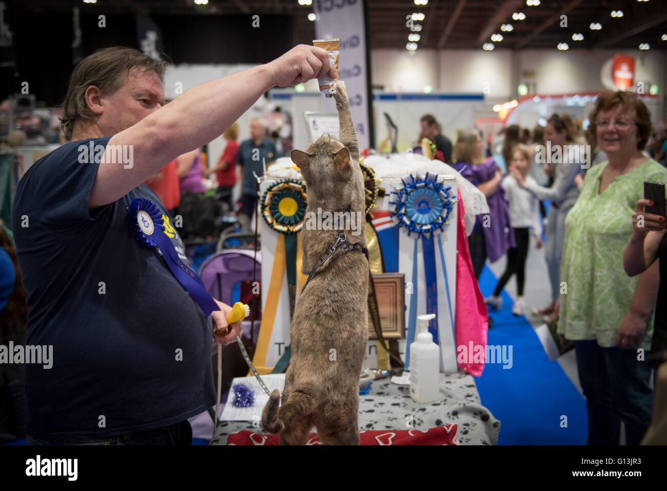 Tabby Katze Kunststücke für behandelt in The National Pet Show im Excel Centre 7. Mai 2016 in London, UK Stockfoto