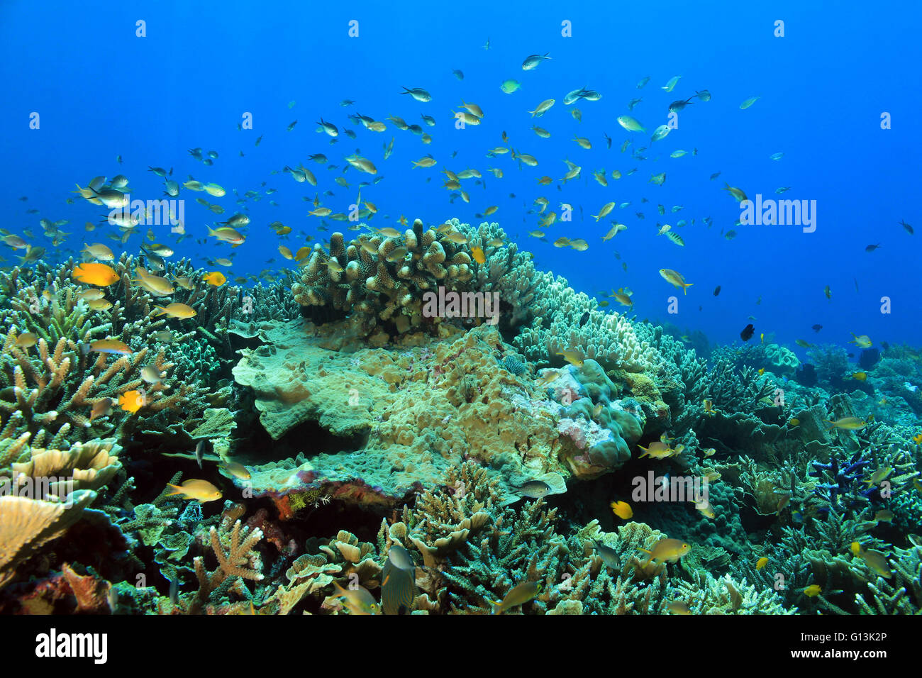 Bunte Korallenriff vor blauem Wasser. FAM, Raja Ampat, Indonesien Stockfoto