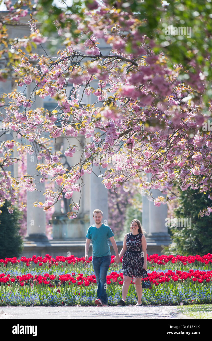 Ein Mann und eine Frau gehen Sie unter Rosa blühenden Bäumen in Alexandra Gardens, Cardiff, Südwales. Stockfoto