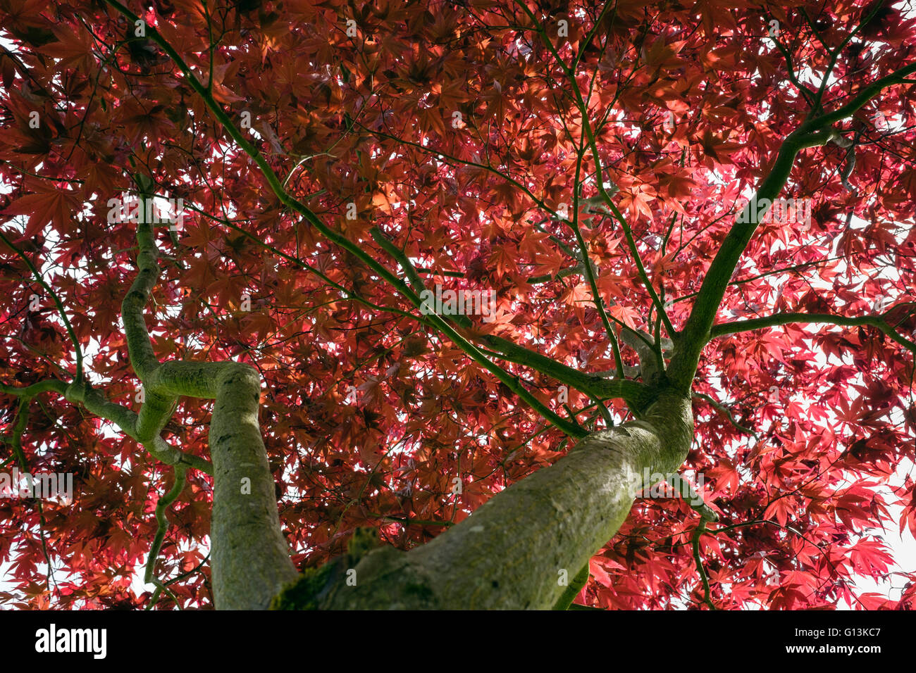Rote Blätter der japanischen Ahorn Acer palmatum 'Atropurpureum' von unten gesehen mit den frühen Sommer Laub mit Hintergrundbeleuchtung in einem Garten. Großbritannien, Großbritannien Stockfoto