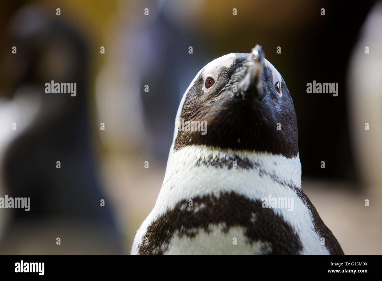 Afrikanische Pinguine im Two Oceans Aquarium, eines der touristischen Attraktionen in Kapstadt, Südafrika Stockfoto