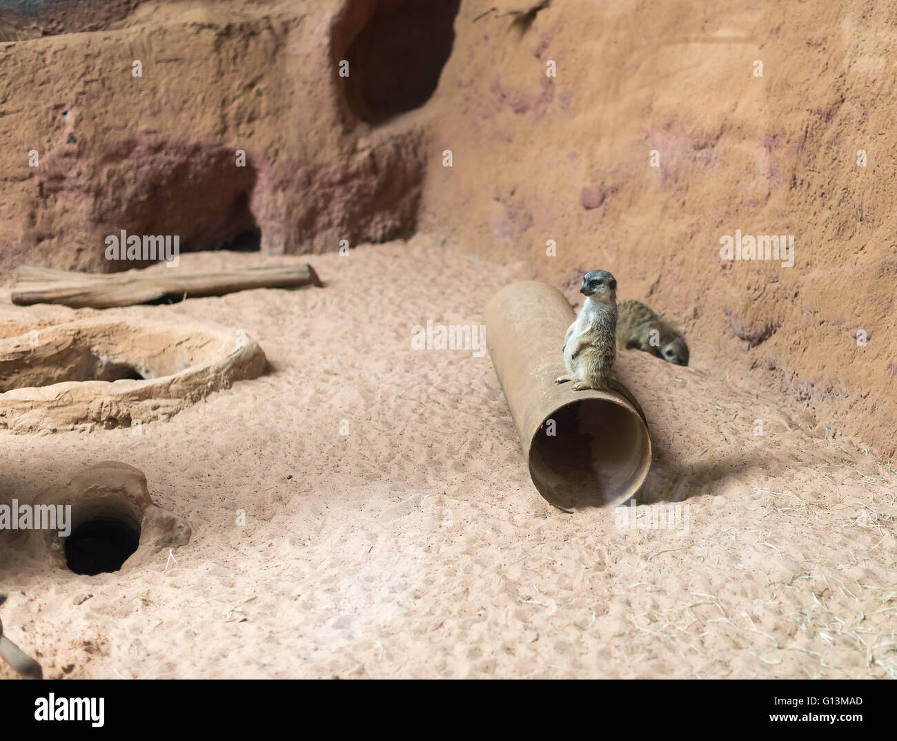 Suricato (Suricata Suricatta) stehenden Warnung. Auch bekannt als das Erdmännchen. Tierwelt. Stockfoto