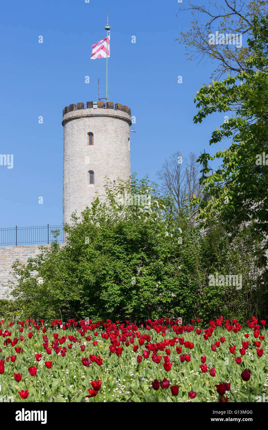 Der Turm der Sparrenburg, Bielefeld, Deutschland mit roten Tulpen im Vordergrund Stockfoto