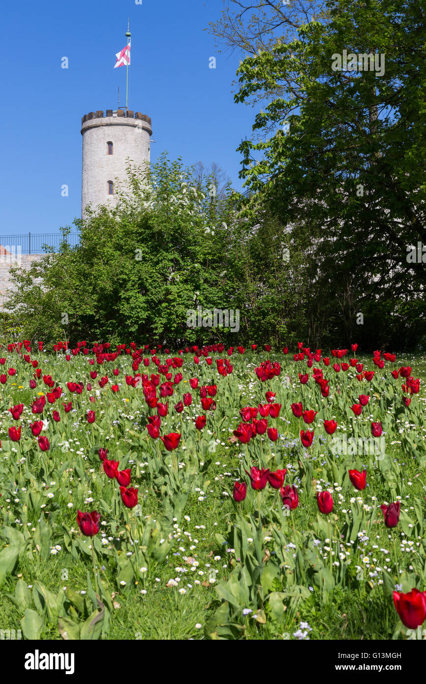 Der Turm der Sparrenburg, Bielefeld, Deutschland mit roten Tulpen im Vordergrund Stockfoto