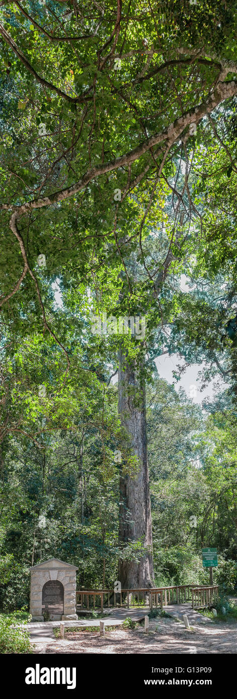 MILLWOOD, Südafrika - 4. März 2016: Ein Denkmal und 880 Jahre alten Baum im Knysna Wald gewidmet von Dalene Matthee Stockfoto