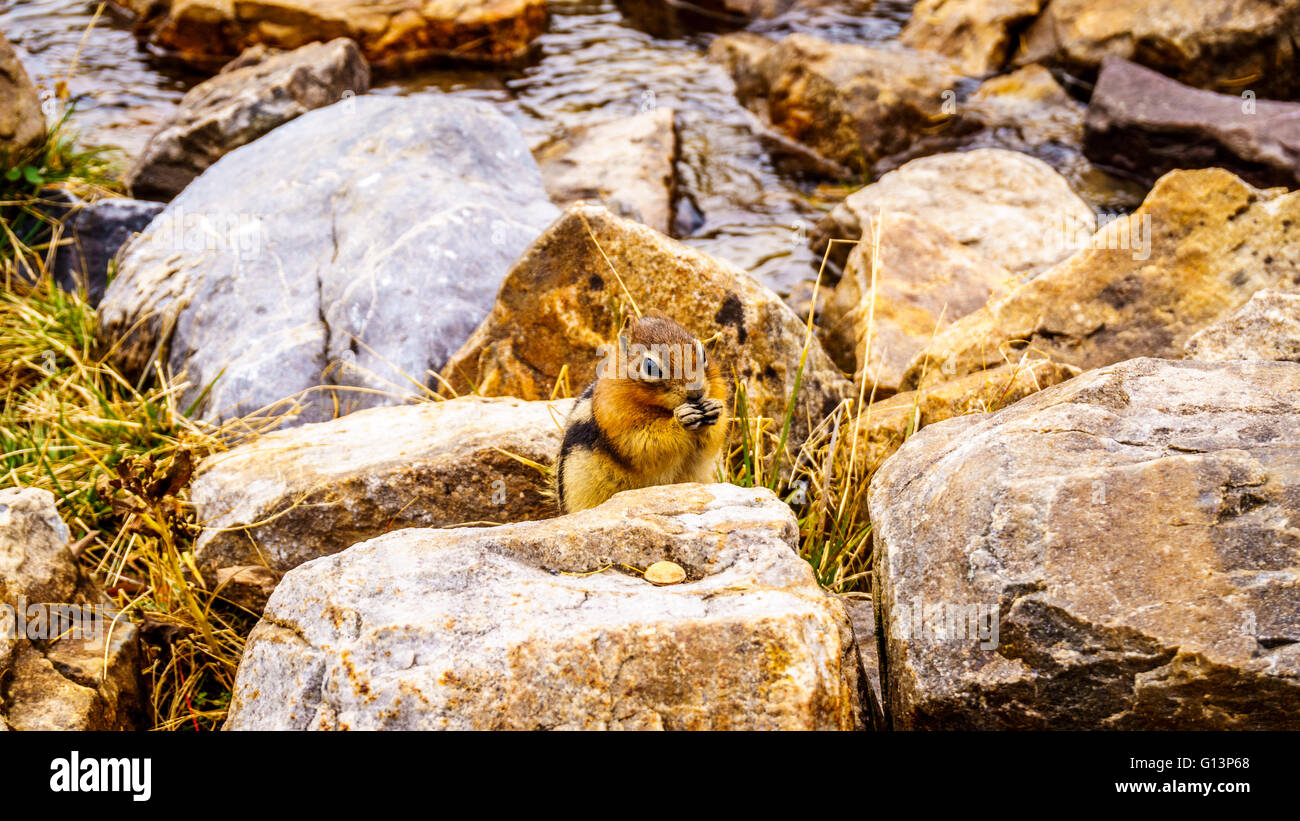 Chipmunk der Hochalpinen in den Rocky Mountains am Teehaus in der Nähe der Ebene von sechs Gletscher am Lake Louise in Alberta, Kanada Stockfoto