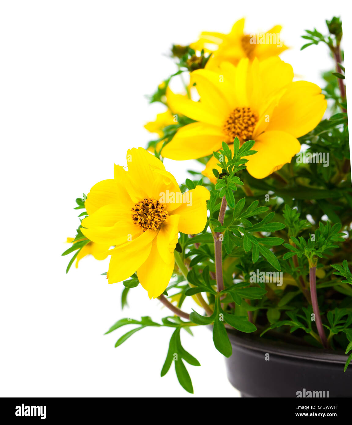 gelbe Blumen Goldmarie oder Bidens Ferulifolia oder Zweizahn Goldlöckchen  in einem Topf auf weißem Hintergrund Stockfotografie - Alamy