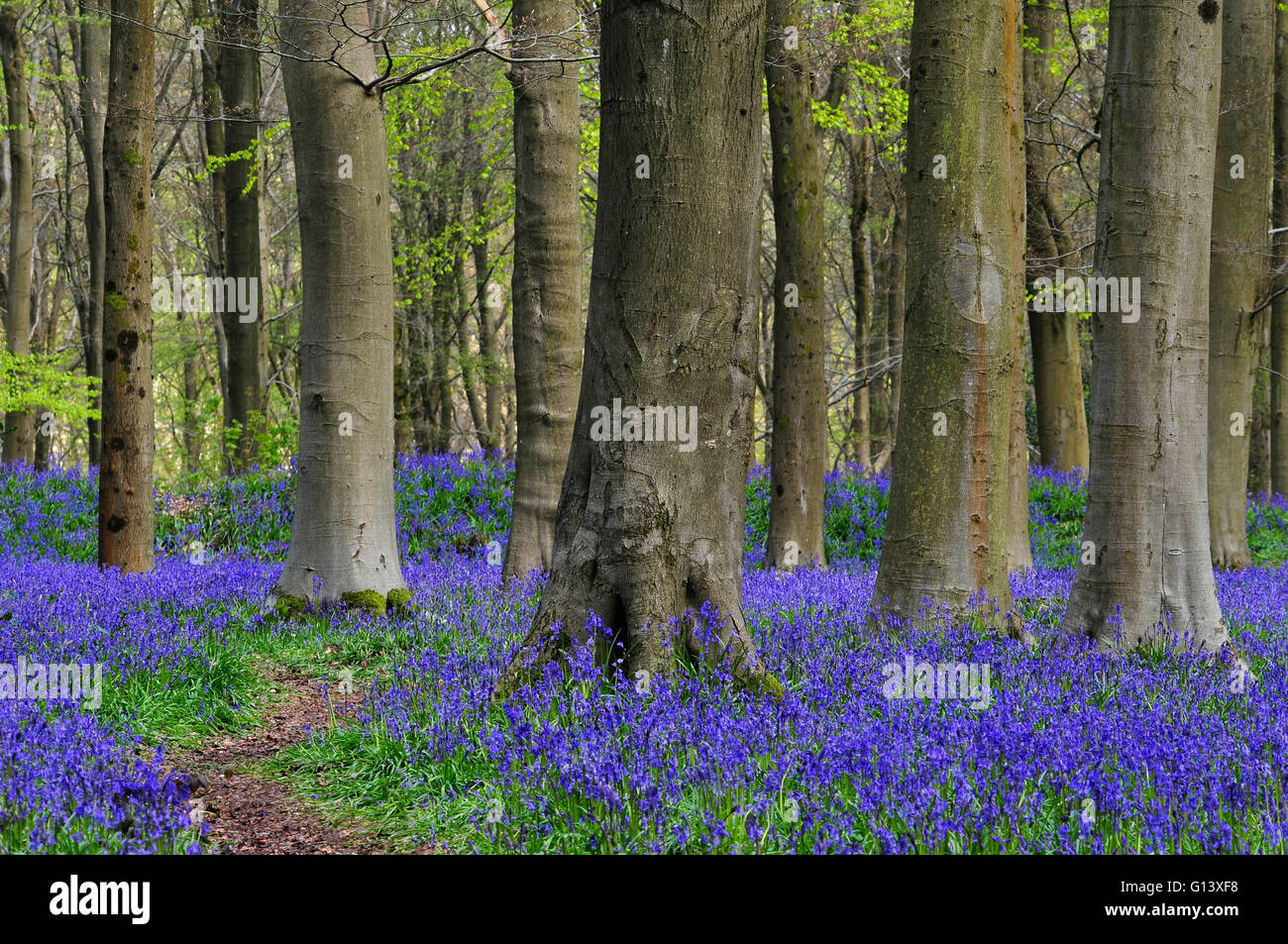Ein Bluebell Holz mit einem Pfad durchläuft sie UK Stockfoto