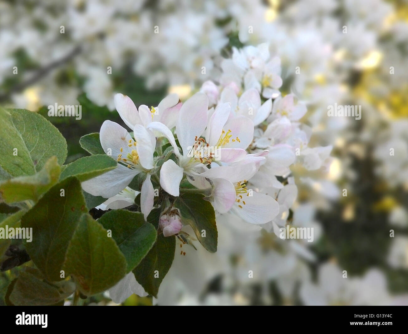 Foto von Apple Blumen / Obstbäume des gemäßigten Klimas Stockfoto