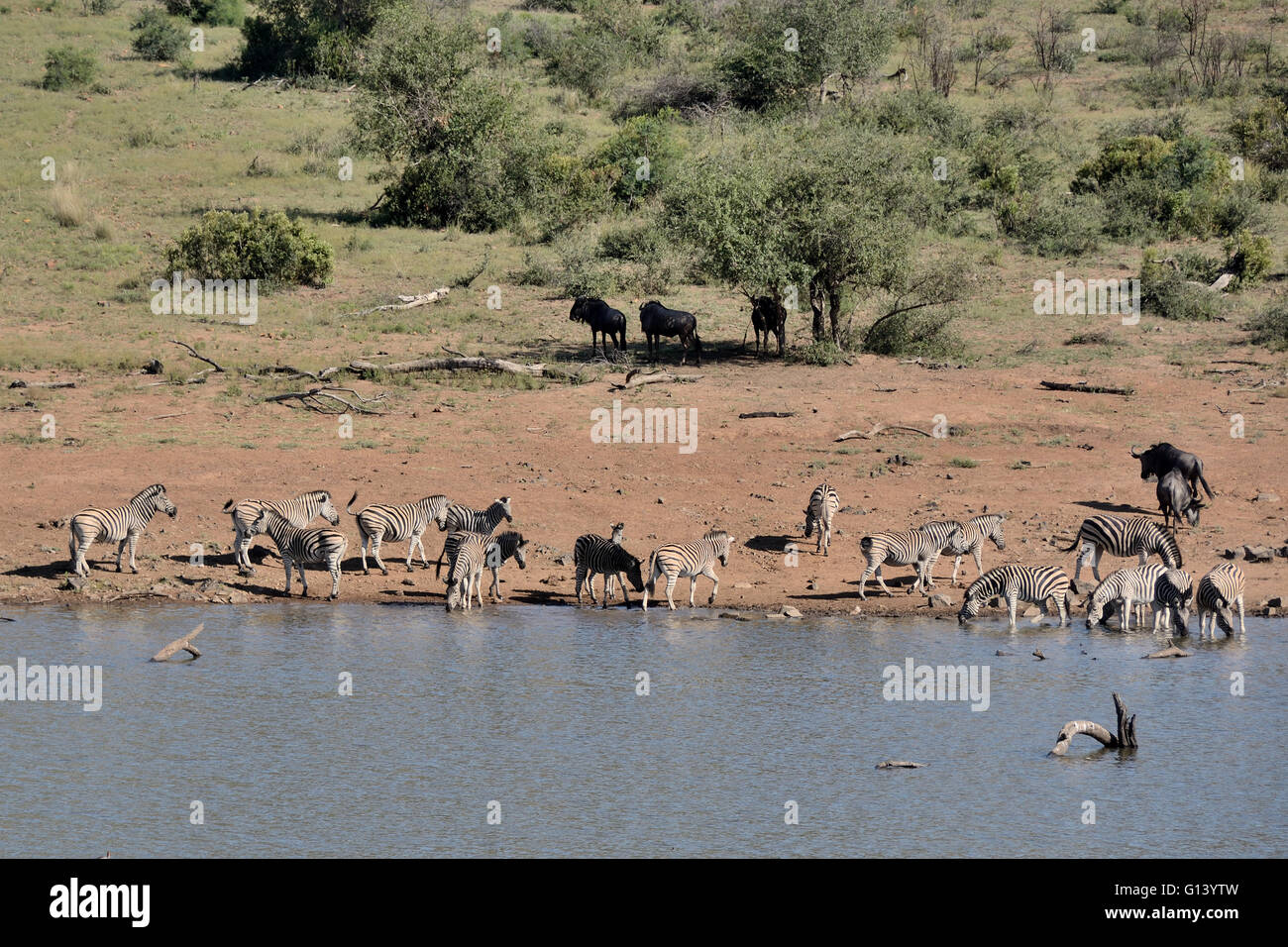 Burchell Zebras und Gnus in eine friedliche Szene an einer Wasserstelle im Pilanesbug Spiel reservieren Stockfoto