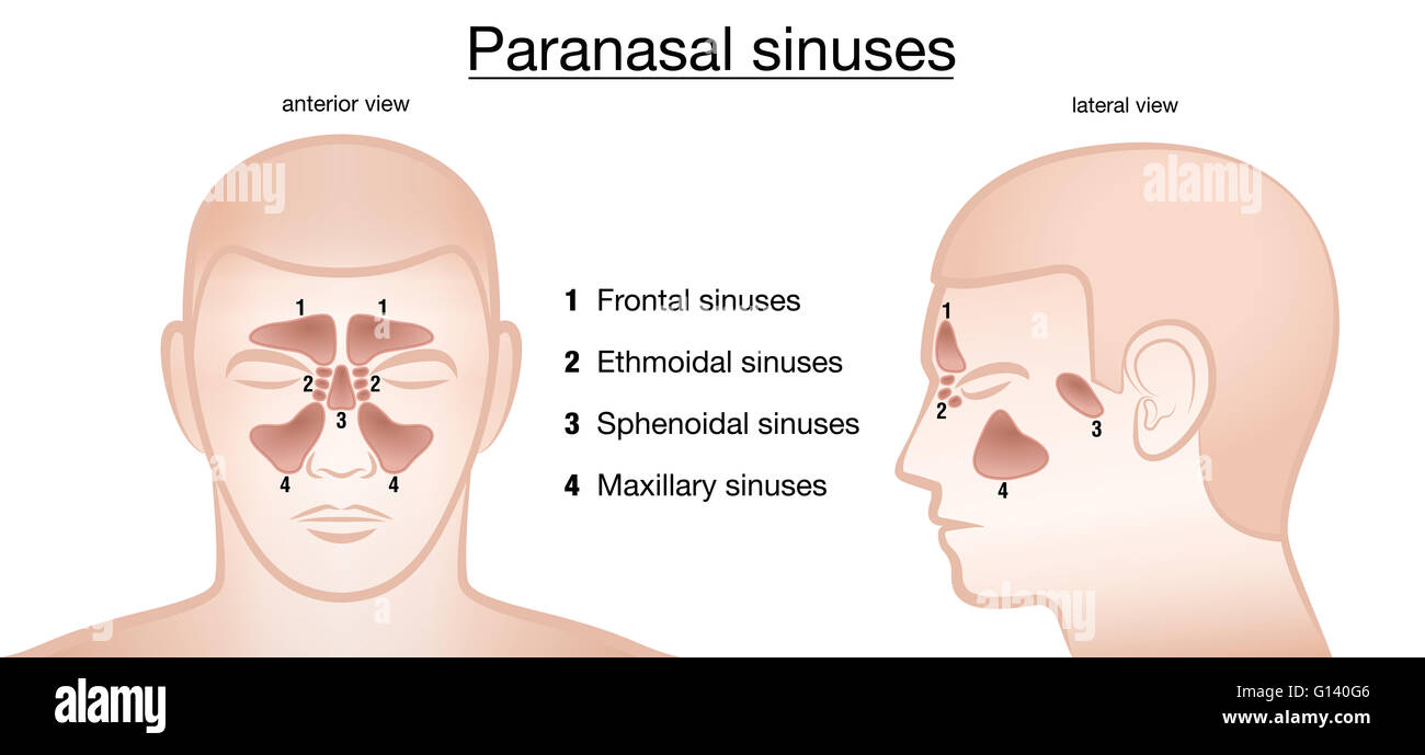 Nasennebenhöhlen. Frontal, ethmoidal, sphenoidal und maxillaris Nebenhöhlen. Vordere und seitliche Ansicht. Stockfoto