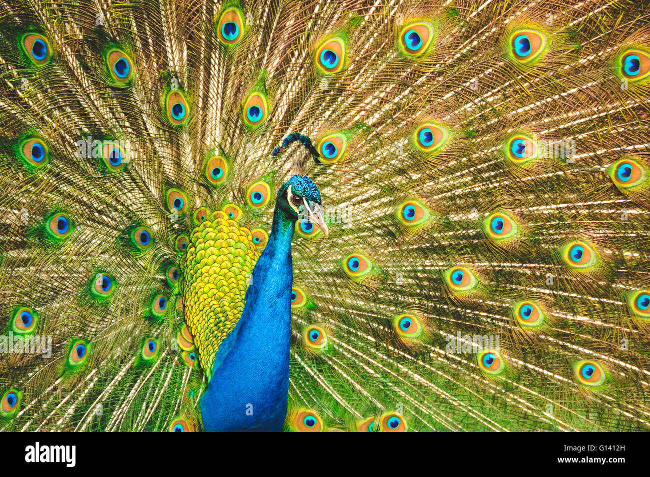 Männlicher Pfau seine Flügel ausbreitet Stockfoto