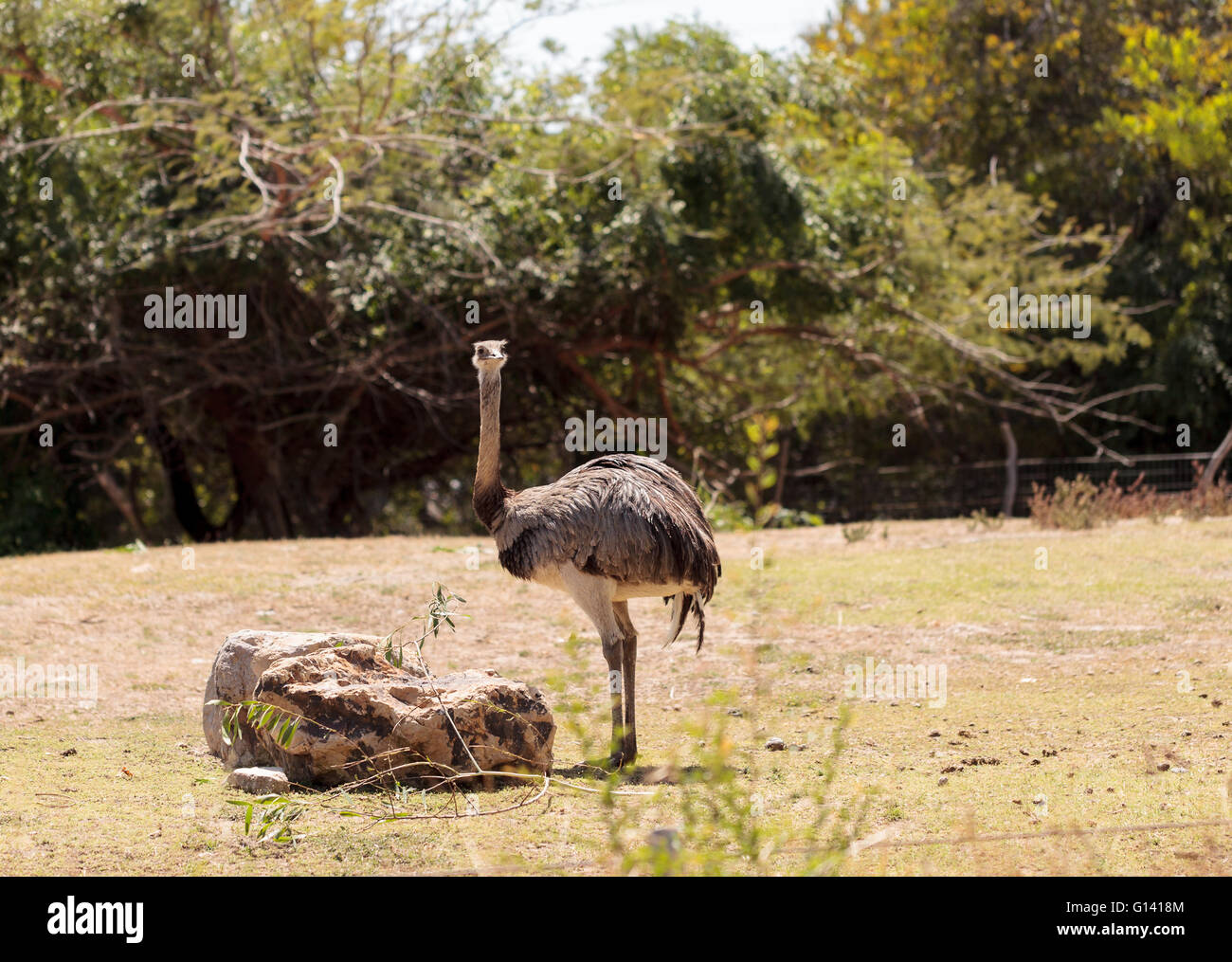 Größere Rhea Americana Nandu Vogel steht in eine Wiese Essen Sträucher. Stockfoto