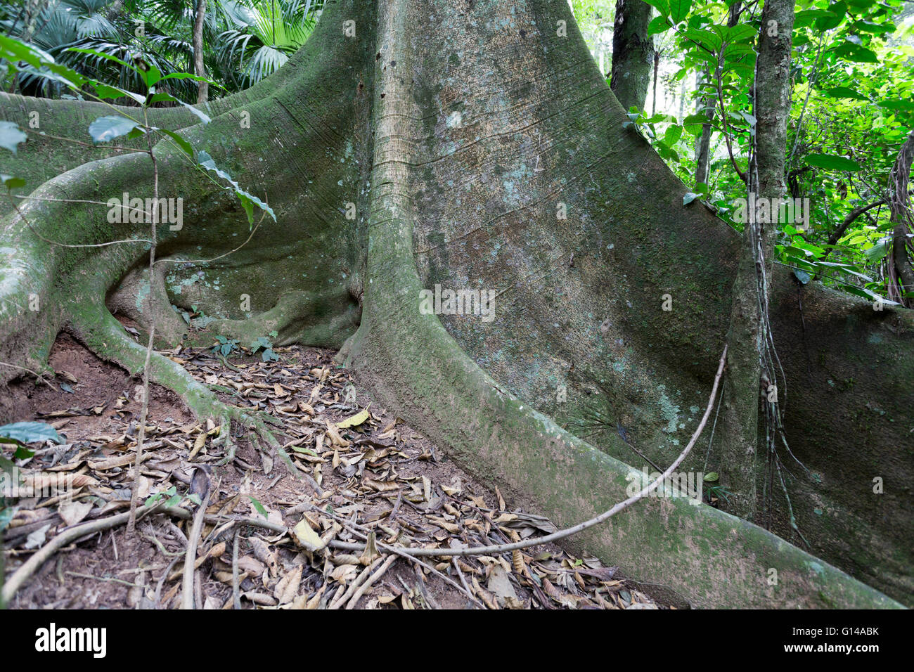 Sao Paulo, Brasilien. 8. Mai 2016. Fig, Figueira (Ficus Insipida) ein tropischer Baum, Basis Wurzeln Detail, sieht man an diesem bewölkten Tag im Cantareira State Park (Portugiesisch: Parque Estadual da Cantareira) in Sao Paulo, Brasilien. Bildnachweis: Andre M. Chang/ARDUOPRESS/Alamy Live-Nachrichten Stockfoto