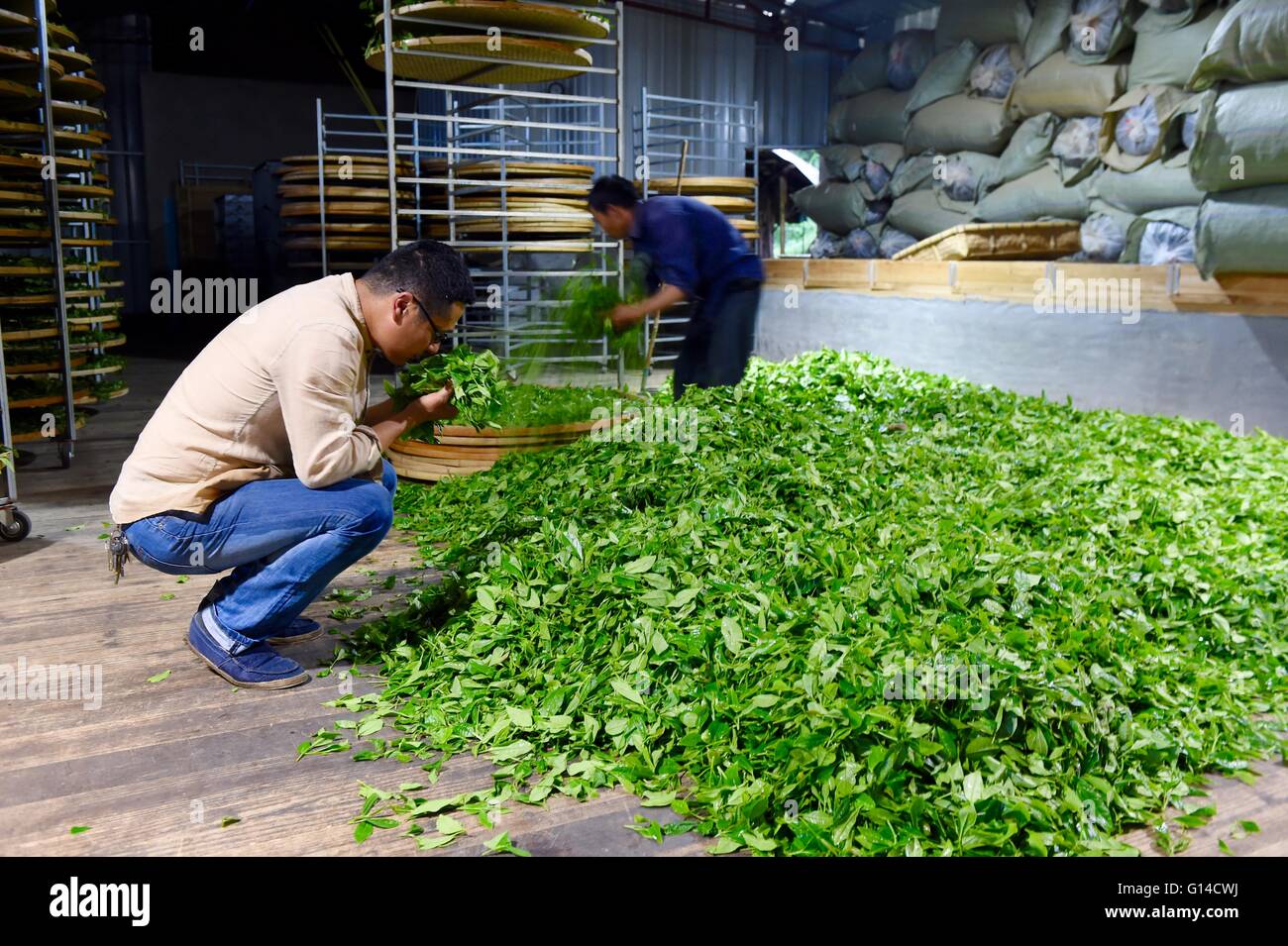 Fuzhou, Fujian Provinz. 8. Mai 2016. Tee-Bauern Wu Zhijian (L) überprüft, dass die Teeblätter auf einer Teeplantage in Fuding, Südost-China Fujian Provinz, 8. Mai 2016. © Jiang Kehong/Xinhua/Alamy Live-Nachrichten Stockfoto