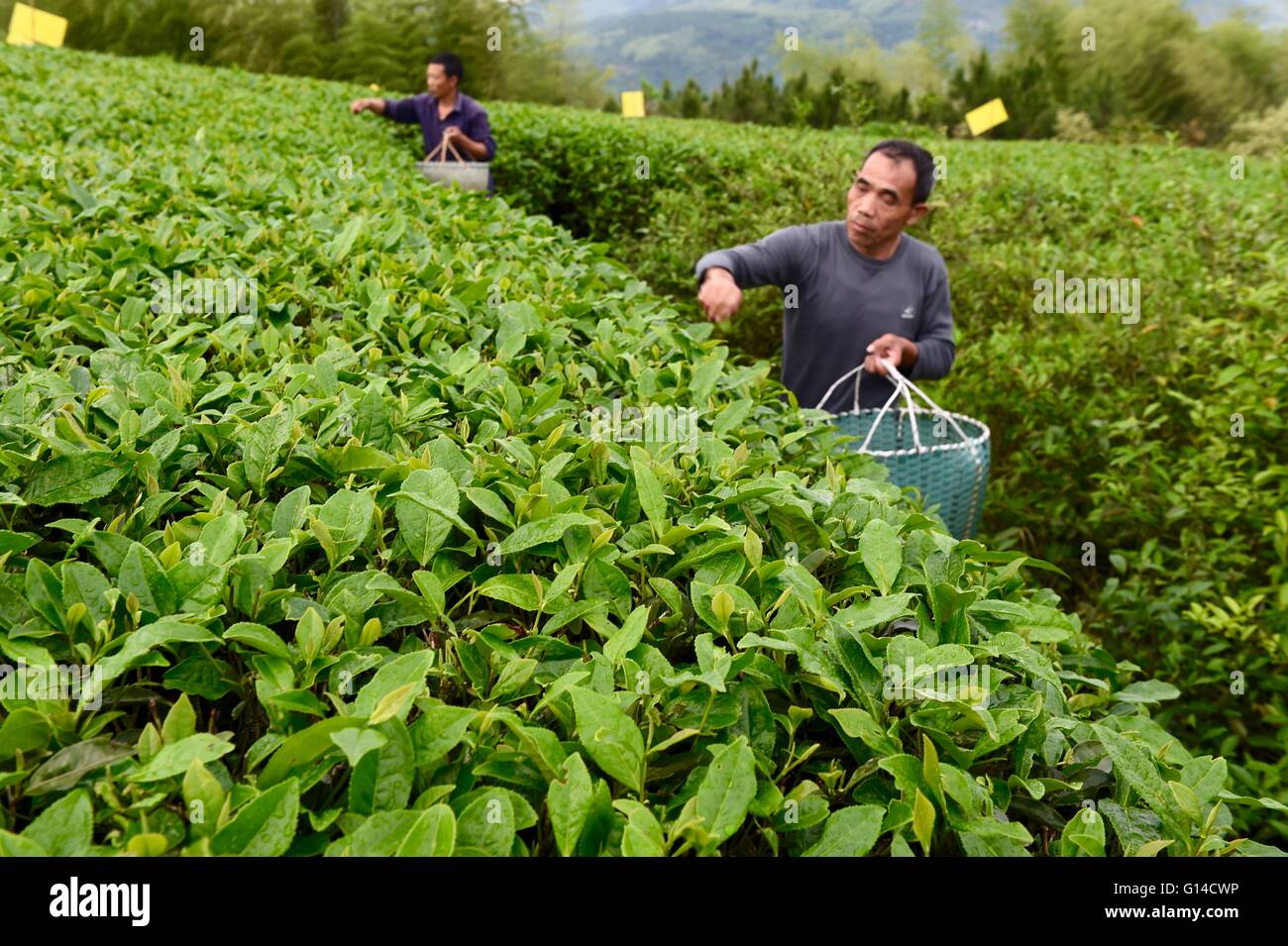 Fuzhou, Fujian Provinz. 8. Mai 2016. Teebauern wählen Sie Teeblätter in einer Teeplantage in Fuding, Südost-China Fujian Provinz, 8. Mai 2016. © Jiang Kehong/Xinhua/Alamy Live-Nachrichten Stockfoto