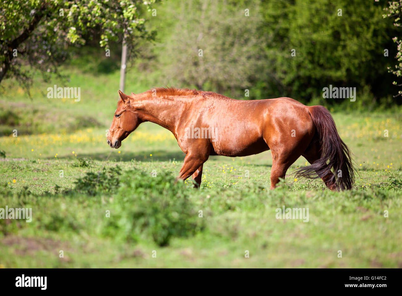 Schöne Kastanie Viertelpferd Stand auf Wiese Stockfoto