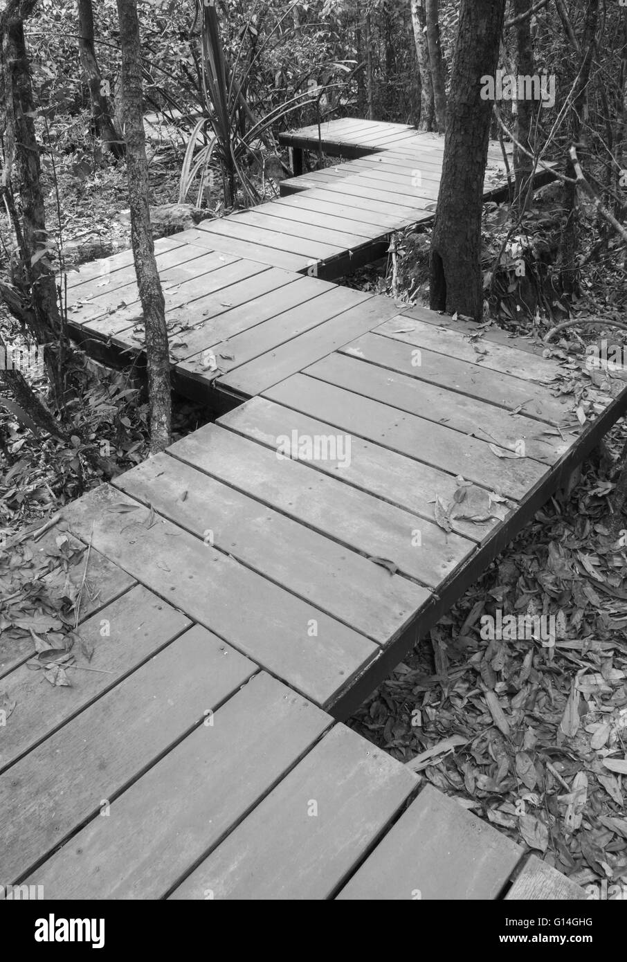 Holzsteg im Wald, Khao Yai Nationalpark Thailand (schwarz & weiß) Stockfoto