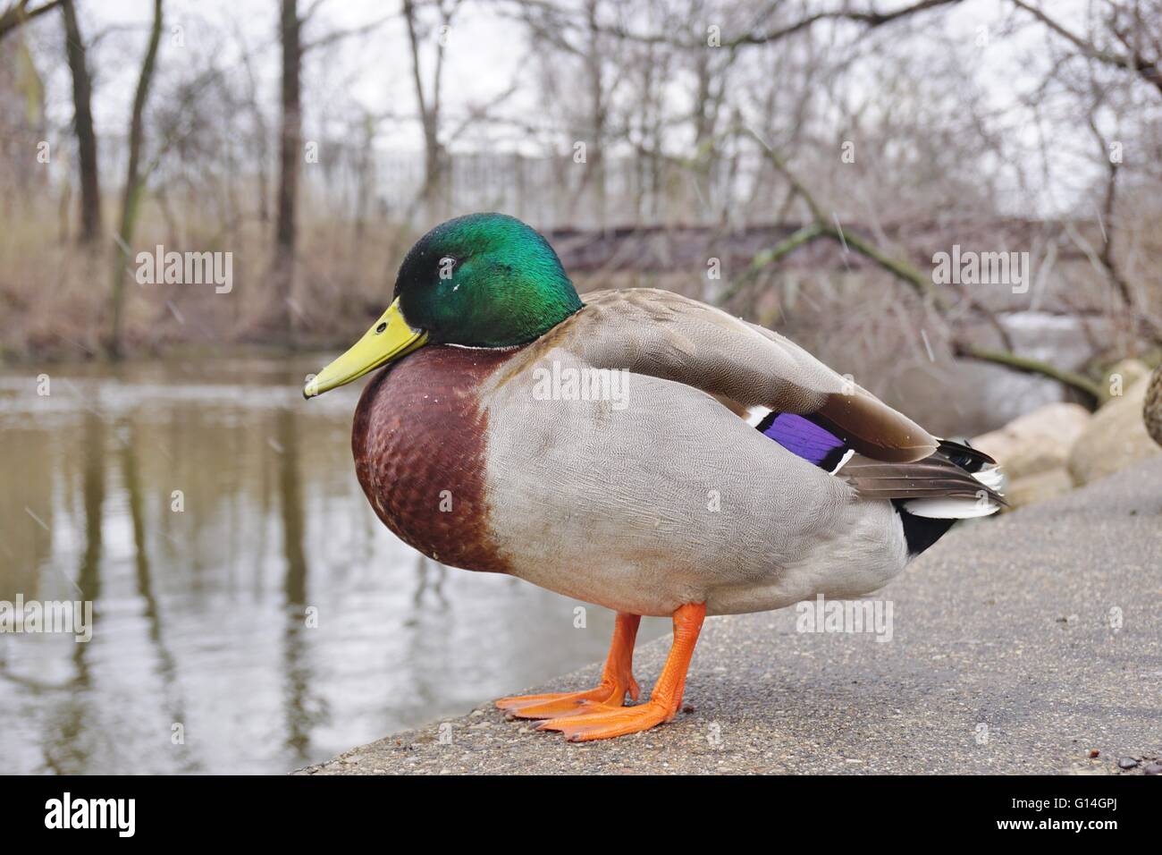 Wie Heißt Eine Männliche Ente www.alamy.de