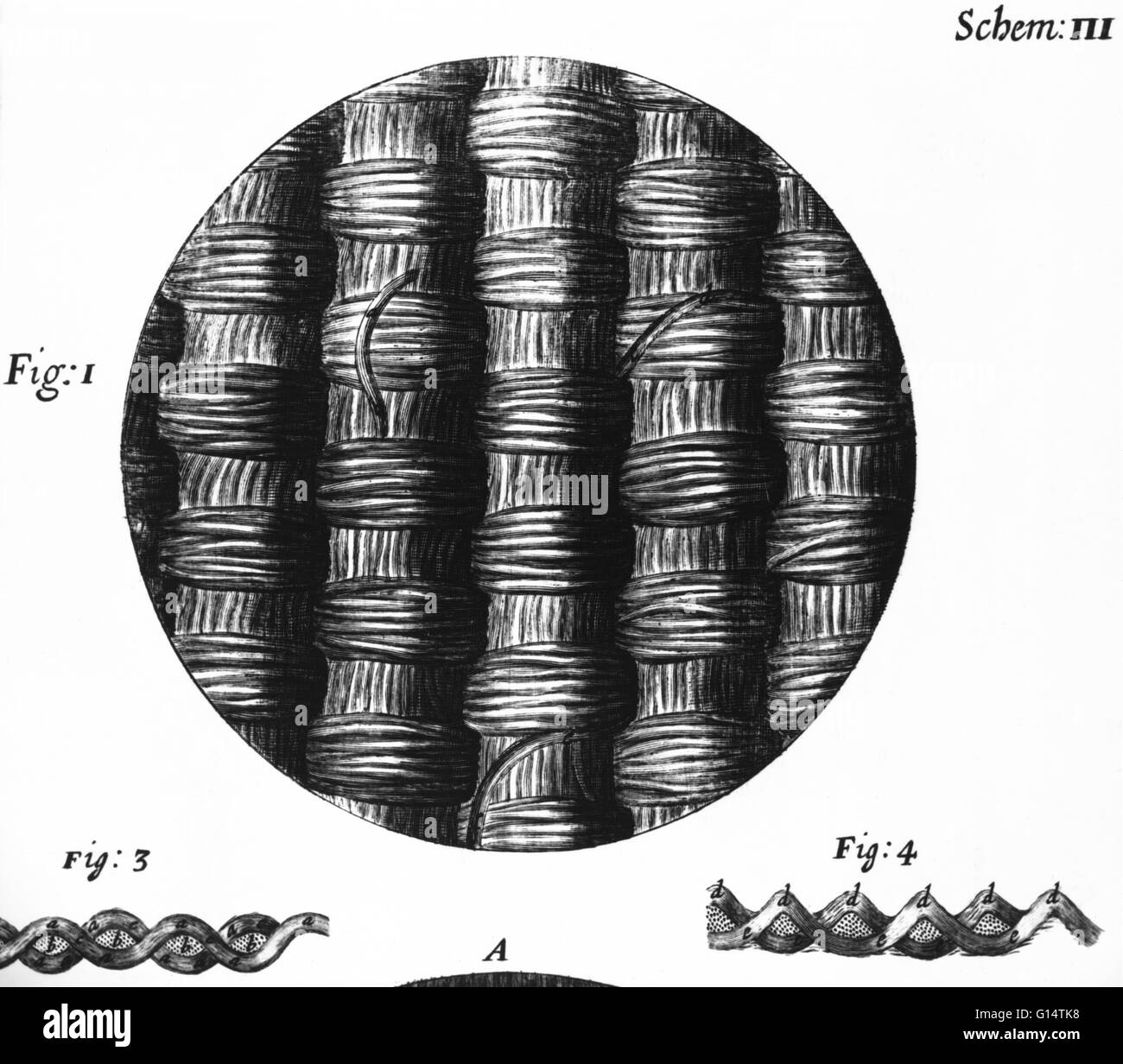 In 1665 veröffentlicht Taft Seide wie unter einem Mikroskop, von einer Abbildung in Robert Hookes "herumgestreift," zu sehen. Robert Hooke (1635-1703), zu viele Errungenschaften, prägte die biologischen Begriff Zelle und schrieb das Buch "Herumgestreift," seinen Observat Detaillierung Stockfoto