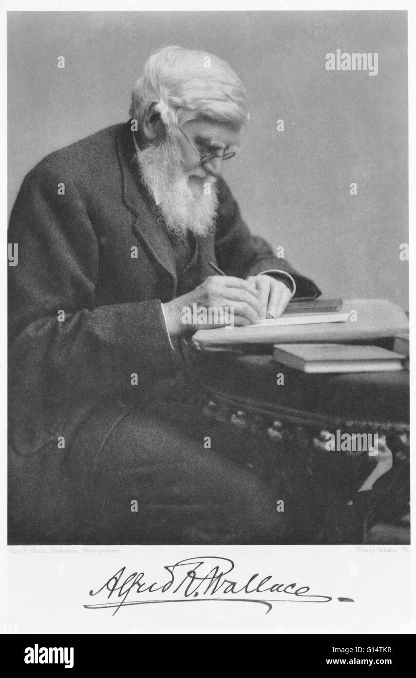 Britische sozialistische Naturforscher Alfred Russel Wallace (1823-1913) galt als der Vater von Zoogeografie. Seine auffälligste Arbeit war (unabhängig von Charles Darwin) seine Formulierung der Theorie der natürlichen Auslese als Mechanismus für die Entstehung von speci Stockfoto